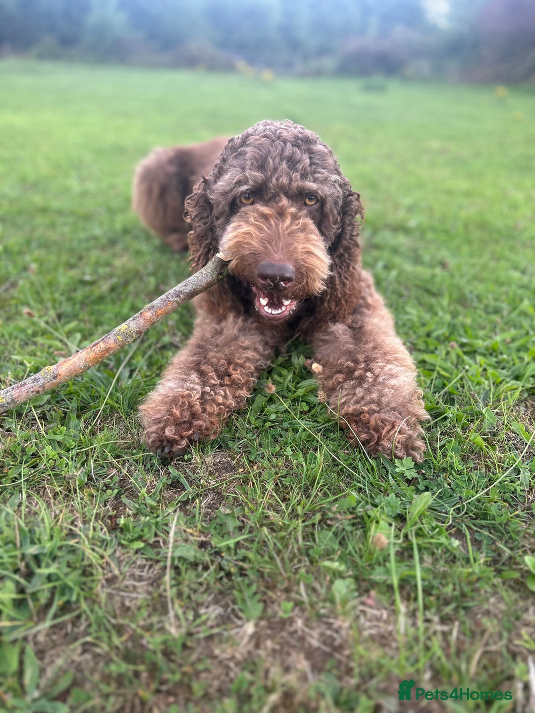 Bernedoodle dogs for sale: HEALTH TESTED DOUBLE DOODLES - Image 14