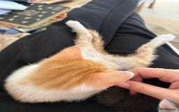 Oriental cats for sale: The Cutest Babies Hand Reared From 2 Weeks - Image 16