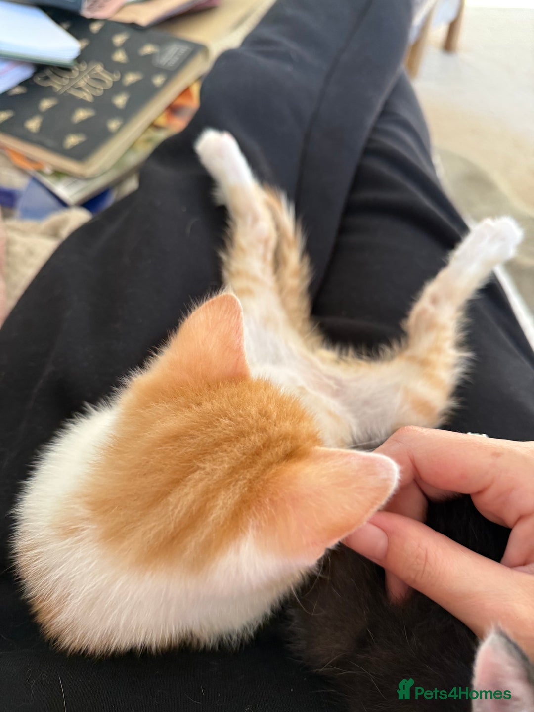 Oriental cats for sale: The Cutest Babies Hand Reared From 2 Weeks - Image 16