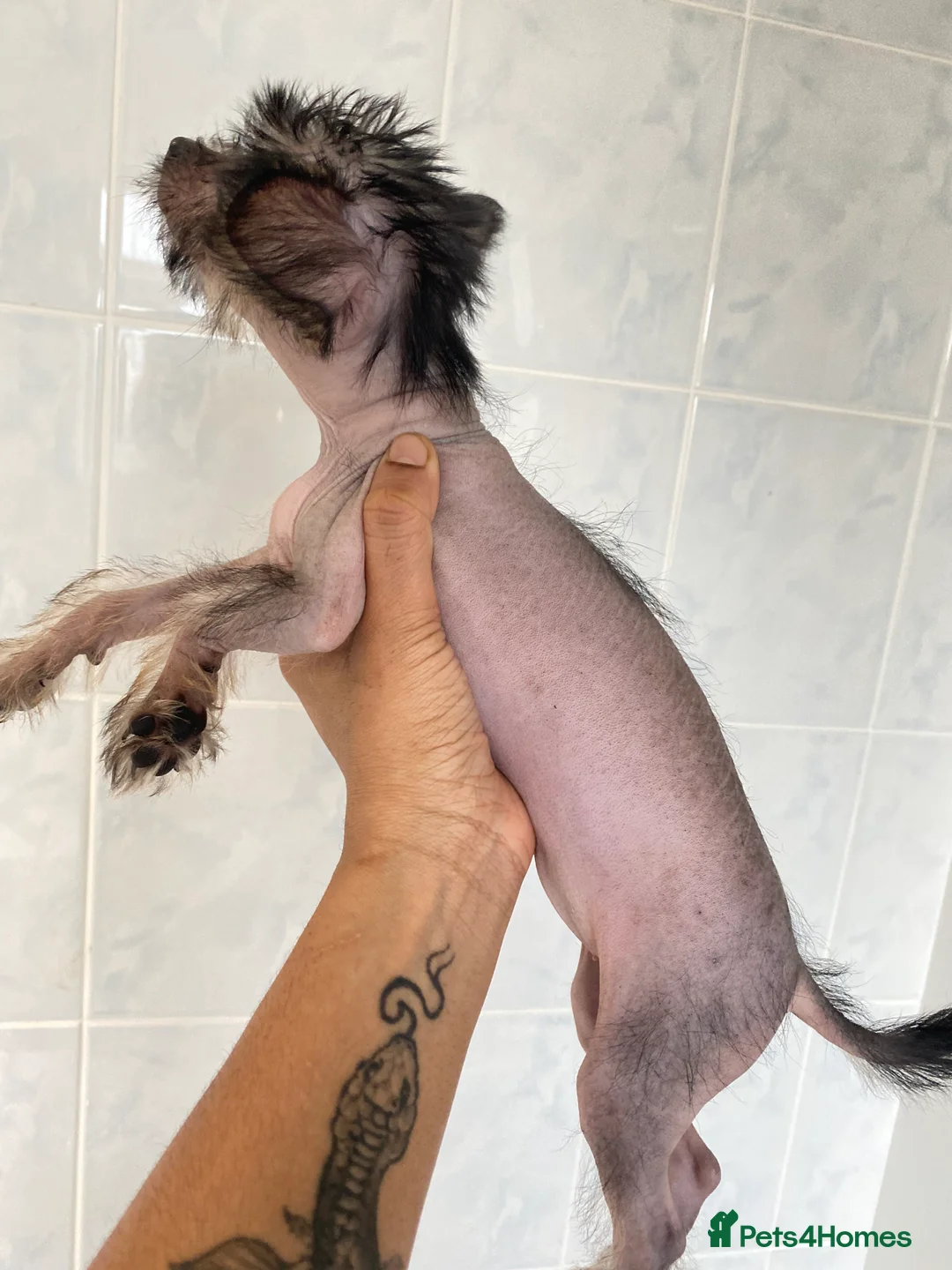 Chinese Crested dogs for sale: 💙💖Stunning Chinese crested ready now💖💙 - Advert 9