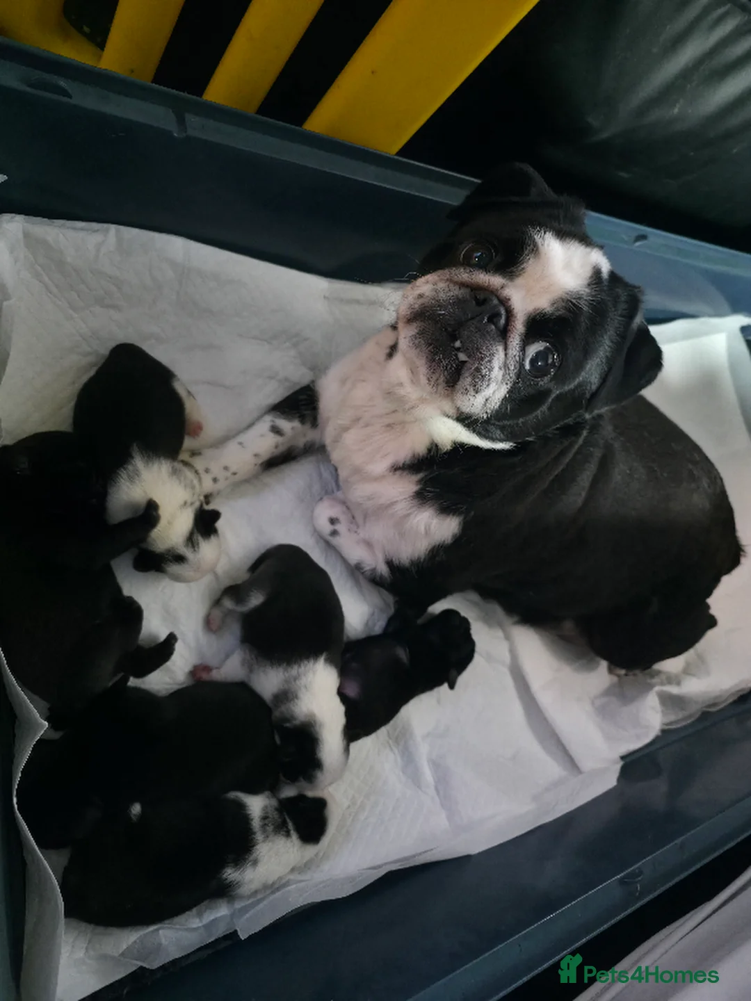 Pug dogs for sale: 5 Fluffy Panda/Black Pug Boys Await Loving Homes in Chester - Advert 1