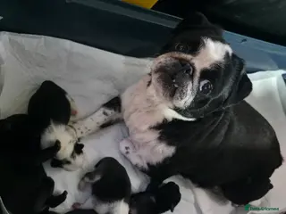 Pug dogs 5 Fluffy Panda/Black Pug Boys Await Loving Homes - Advert 9