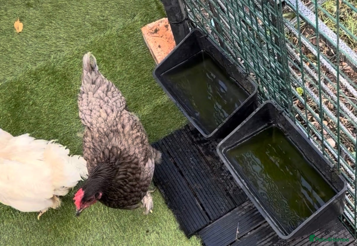 Chickens poultry 4 chickens hens for sale  - Advert 1