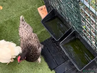 Chickens poultry 4 chickens hens for sale - Advert 1