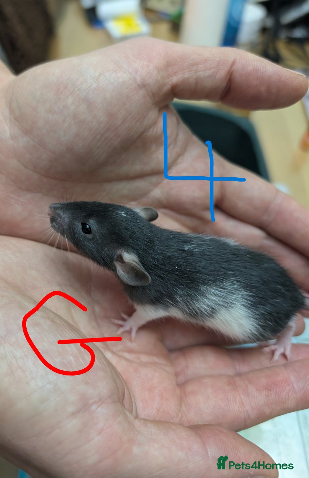 Rat rodents for sale: Dumbo baby Rats - Gorgeous colours  - Advert 4