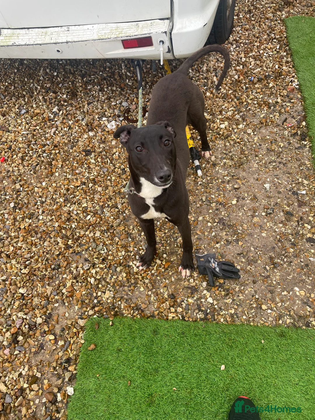 Mixed Breed dogs for sale: Her name is Blackie - Advert 1