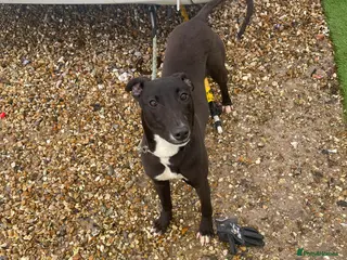 Mixed Breed dogs Her name is Blackie - Advert 1