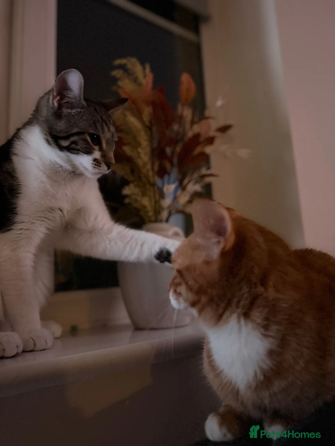 British Shorthair cats for sale: 2 male cats  - Advert 5