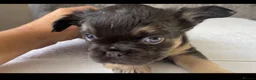 French Bulldog dogs for sale: FRENCH BULLDOGS - FLUFFY - Advert 5