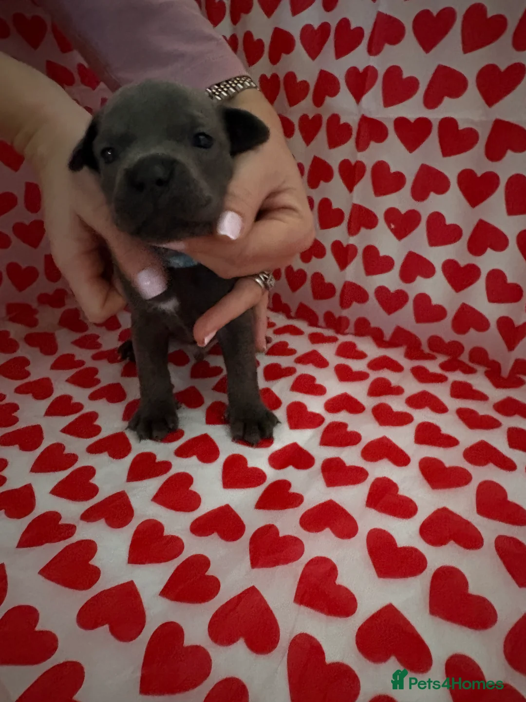 Staffordshire Bull Terrier dogs for sale: Blue staffy puppies, kent - Advert 21