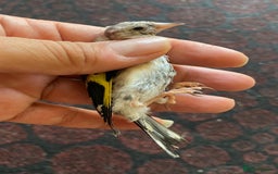Canaries birds for sale: 2025 young BBC RING Parva goldfinch male  - Image 5