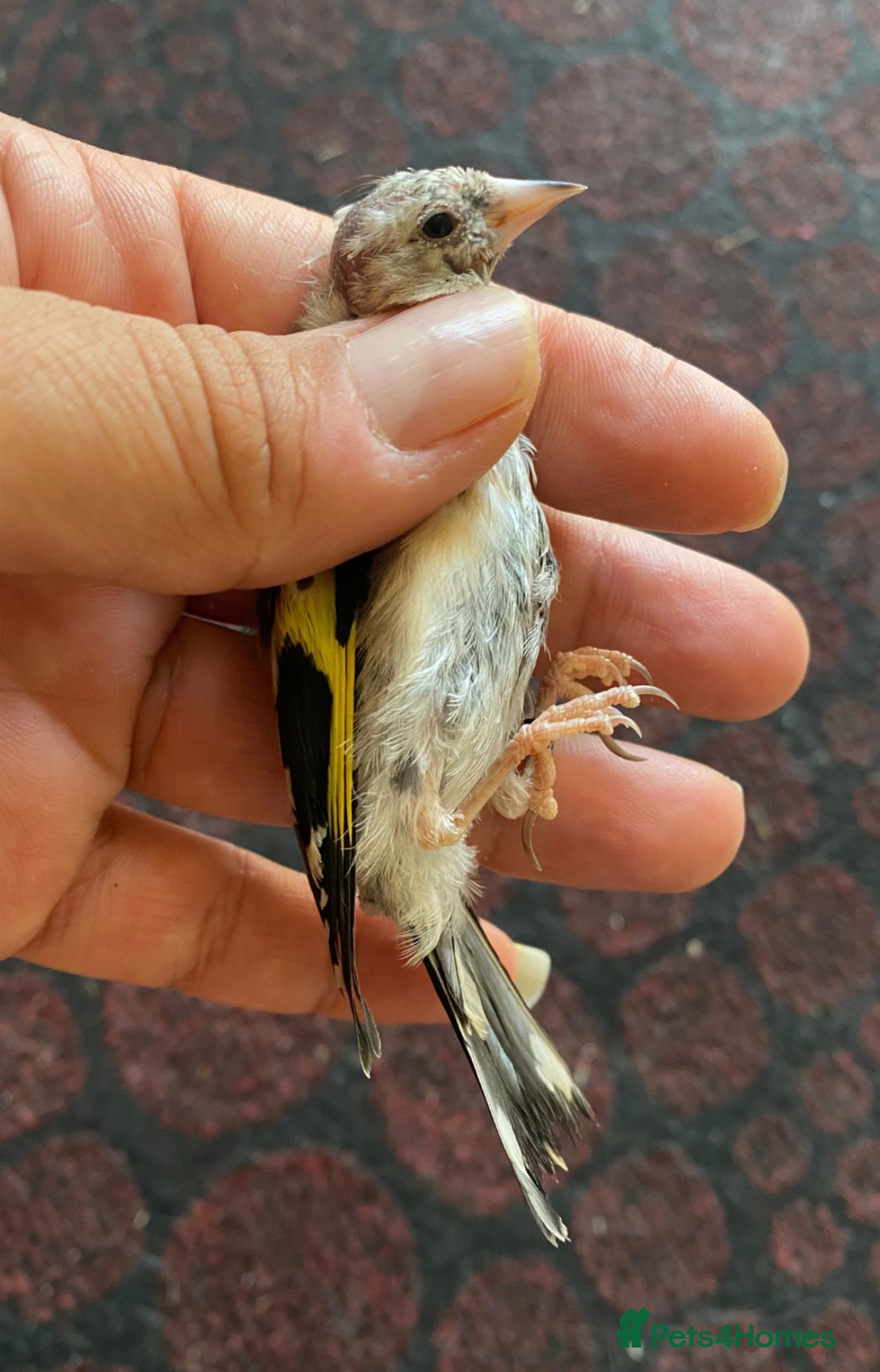 Canaries birds for sale: 2025 young BBC RING Parva goldfinch male  - Image 5