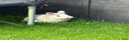 Mixed Breed rabbits for sale: Friendly rabbit  - Advert 3