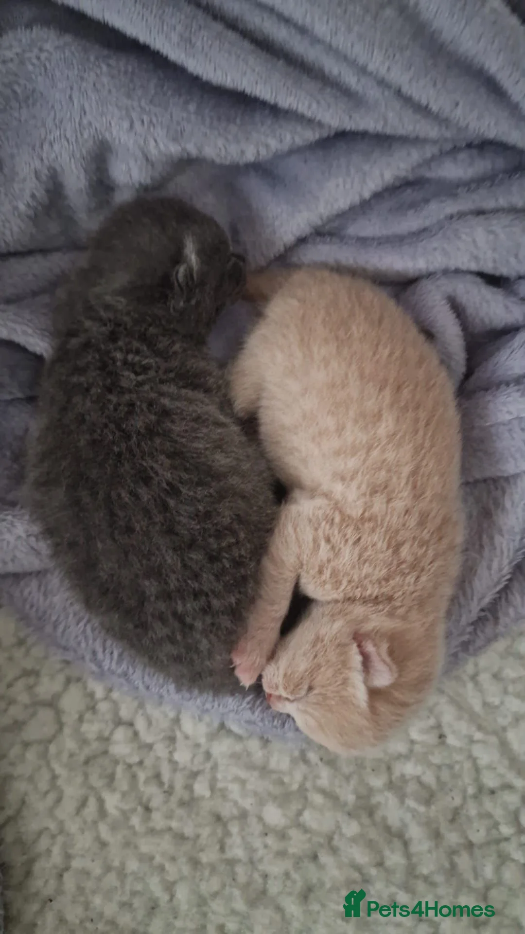 British Shorthair cats for stud: 🐈‍⬛ GIZZY THE STUD 🐈‍⬛ GCCF AND TICA REGISTERED  in Solihull - Advert 30