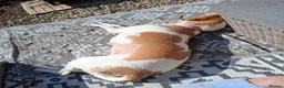 Foxhound dogs for sale: Peggy - Advert 6