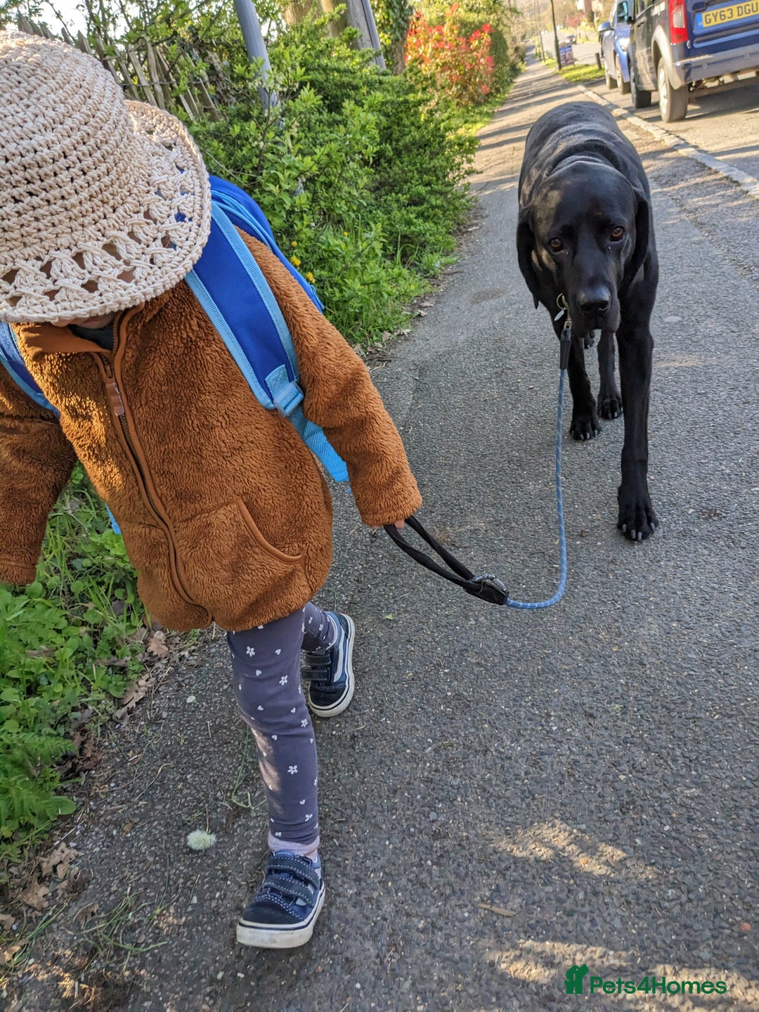 Mixed Breed dogs for sale: Vizsla x Lab  - Image 5