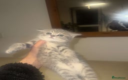 British Shorthair cats for sale: RARE LILAC COLOURPOINT BRITISH SHORT HAIR KITTENS  - Image 1