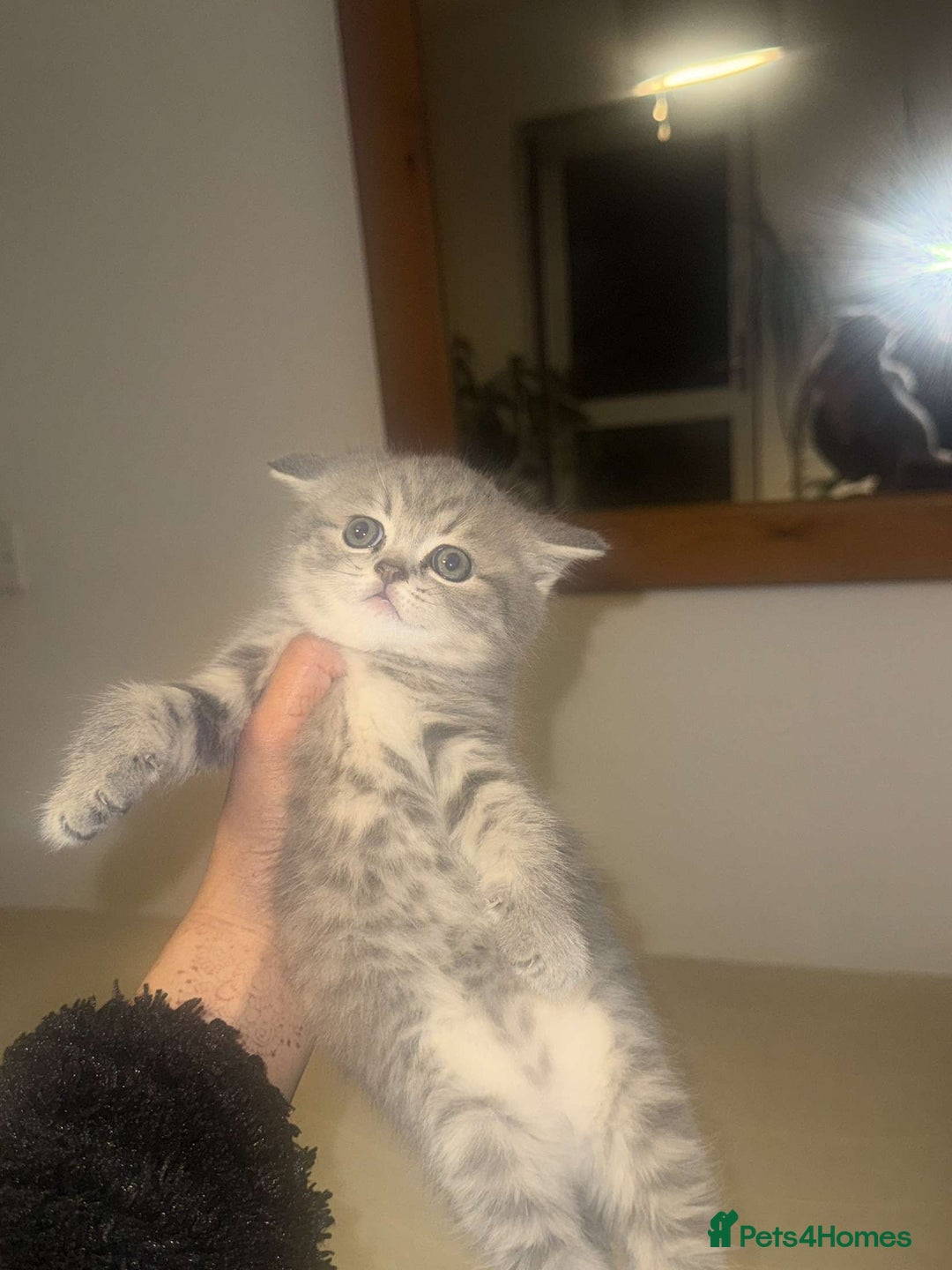British Shorthair cats for sale: RARE LILAC COLOURPOINT BRITISH SHORT HAIR KITTENS  - Image 1