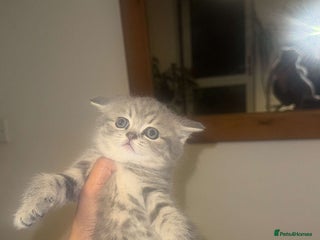 British Shorthair cats - Advert 5