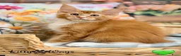 Maine Coon cats for sale: 🐾🦁 *TICA REG* GINGER MAINE COON KITTENS🦁🐾 - Advert 5