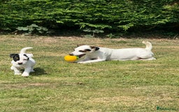 Jack Russell dogs for sale: Traditional MALE Jack Russell  - Image 4