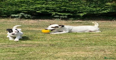 Jack Russell dogs - Advert 1