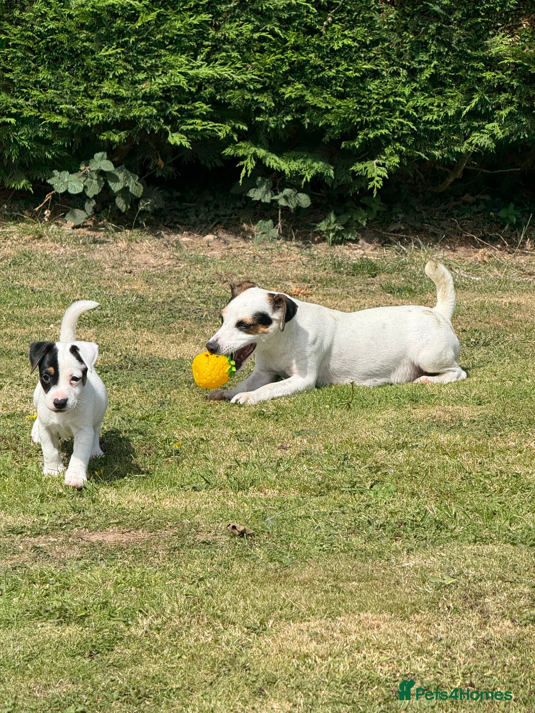 Jack Russell dogs for sale: Traditional MALE Jack Russell  - Image 4