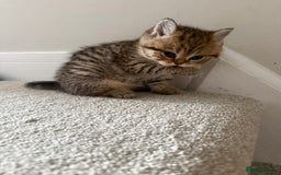 British Shorthair cats for sale: SOLD Sired by Champion FIFE dad -  Golden BSH - Image 22