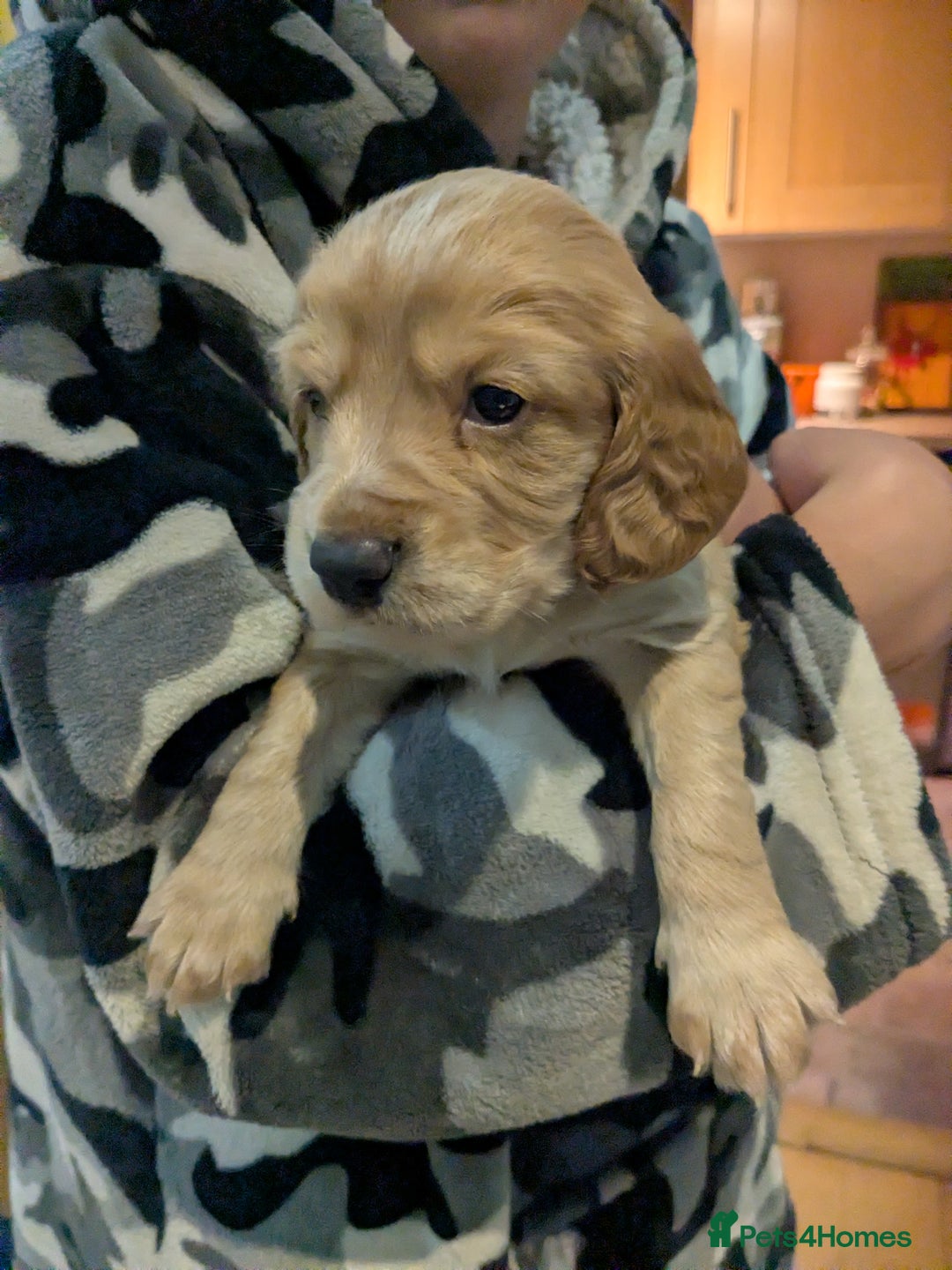 Cocker Spaniel dogs for sale: Working Cocker Spaniel Puppies needing loving home - Advert 5