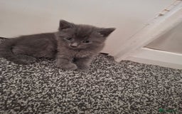 Ragdoll cats for sale: 3 ragdoll cross kittens  - Image 1