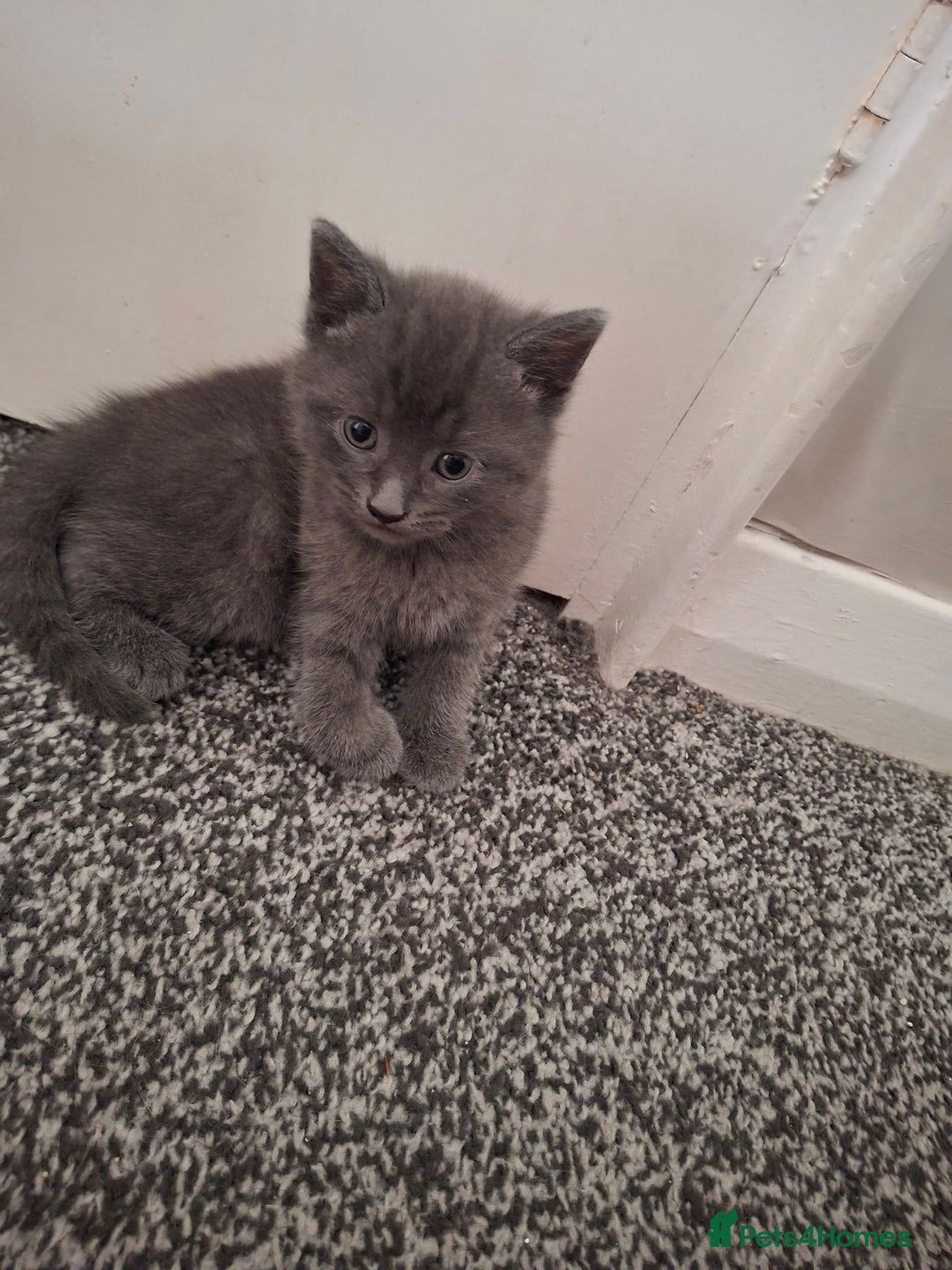 Ragdoll cats for sale: 3 ragdoll cross kittens  - Image 1