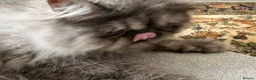 Persian cats for sale: Male Persian for Sales - Advert 3