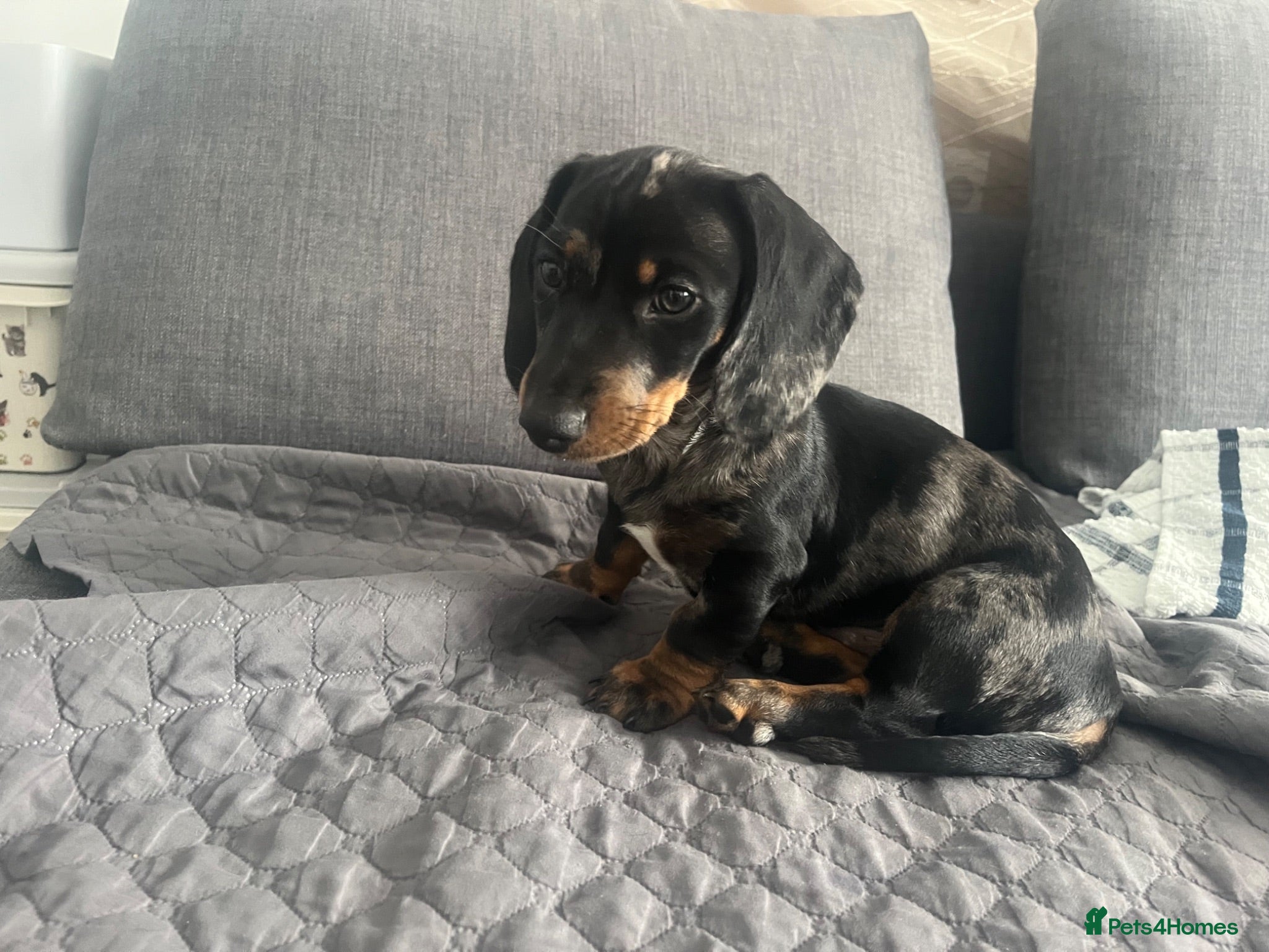 Dachshund dogs Dapple Dachshund - Advert 2