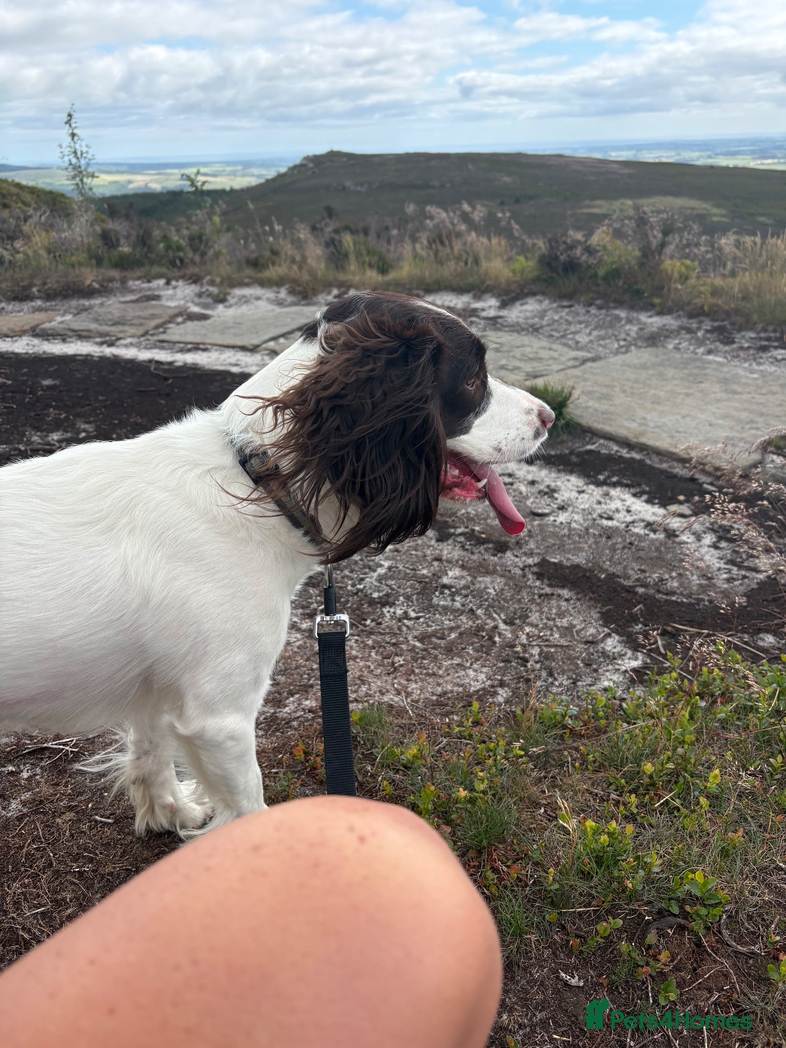 English Springer Spaniel dogs Female Springer Spaniel - Advert 1