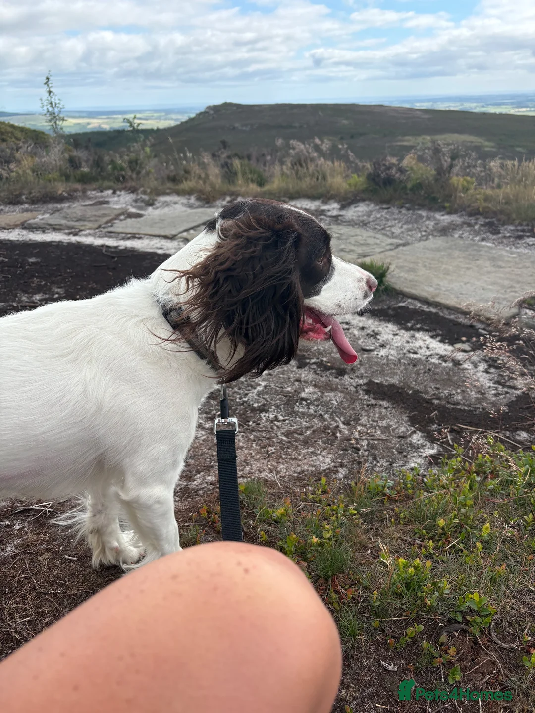 English Springer Spaniel dogs for sale: Female Springer Spaniel in Blyth - Advert 1