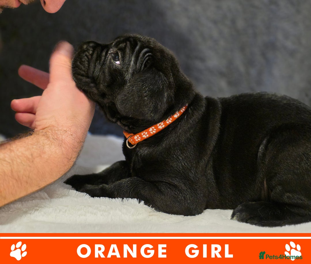 Cane Corso dogs for sale: ⭐️Cane Corso Pups⭐️Pure Championship Genes🏆 - Advert 12