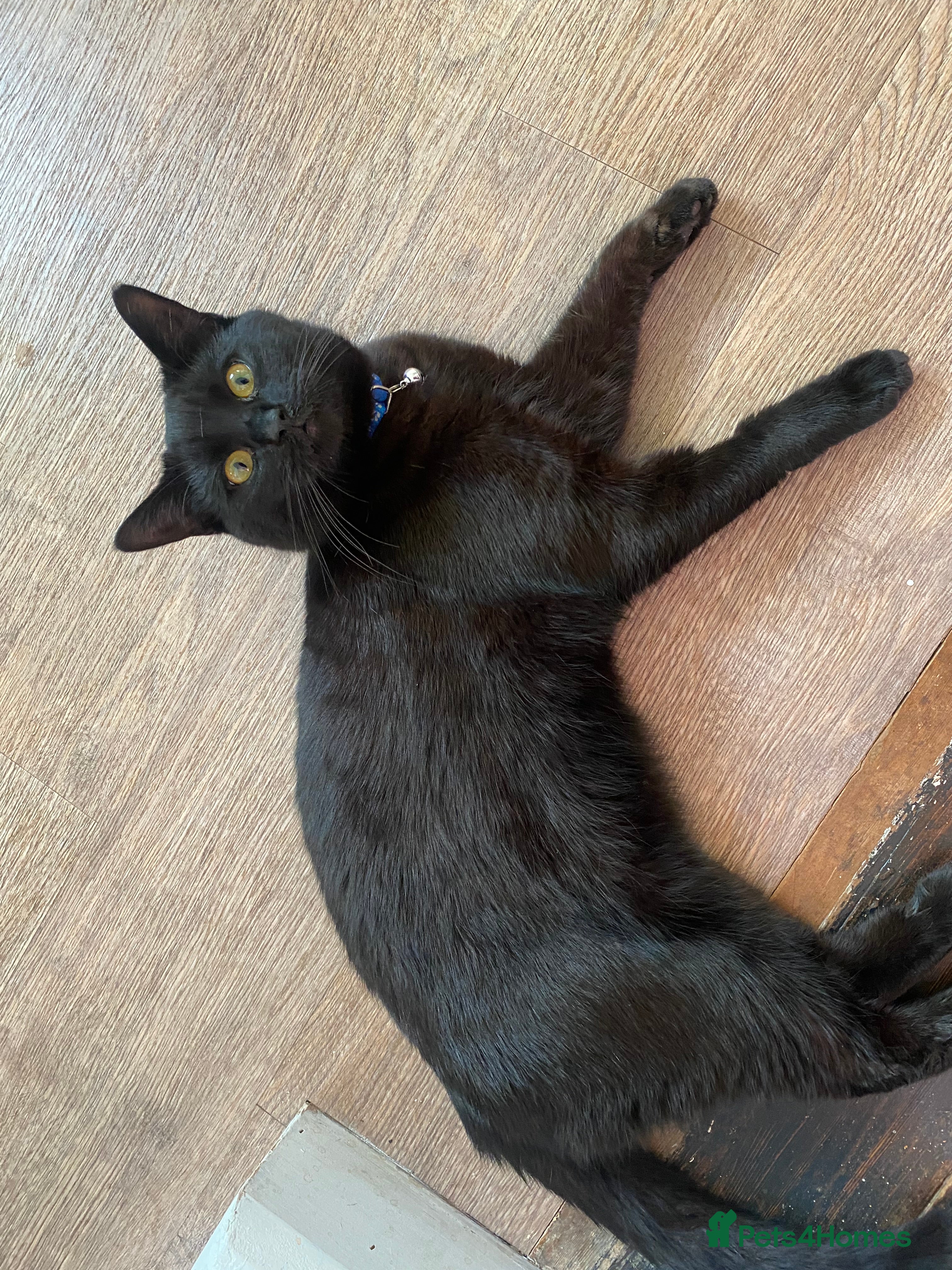 Mixed Breed cats Very Loving Male Cat - Advert 1