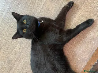 Mixed Breed cats Very Loving Male Cat - Advert 1