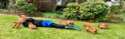 Irish Setter dogs for sale: Irish Setter Puppies - Advert 5
