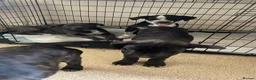 Mixed Breed dogs for sale: Bullmastiff X Cane Corso puppies - Advert 3
