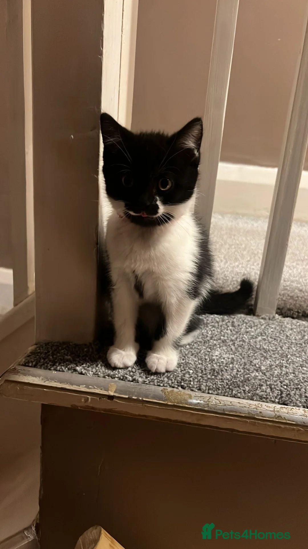 British Shorthair cats for sale: British short hair kitten  - Advert 3