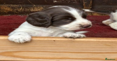 Sprocker dogs - Advert 4