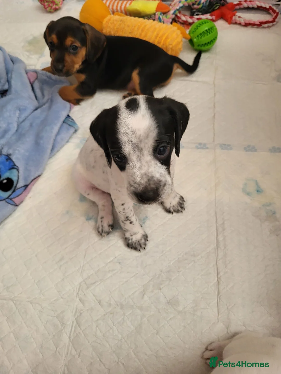 Mixed Breed dogs for sale: Springer cockadors in Swindon - Advert 8