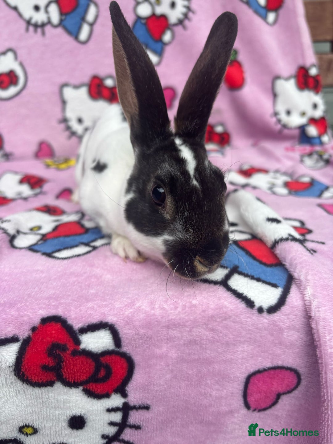 Rex rabbits for sale: Baby rex rabbits - ready to go - Image 11