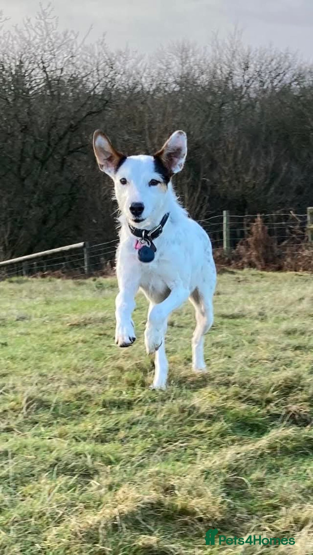 Mixed Breed dogs for adoption: Callie Looking For Her Forever Home - Image 5