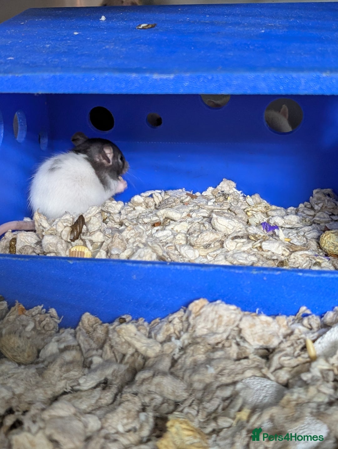 Rat rodents for sale: Adorable Baby Rats, ready from 16 January. - Advert 4