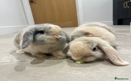 Mini Lop rabbits for sale: Brother & sister mini lops for rehoming  - Image 1