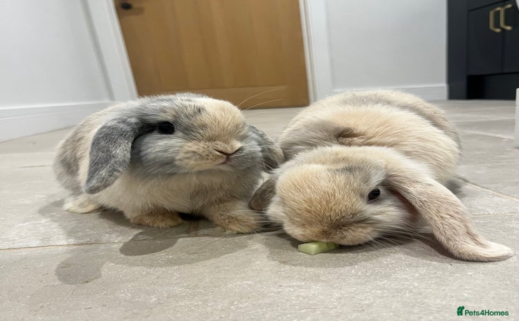 Mini Lop rabbits - Advert 1