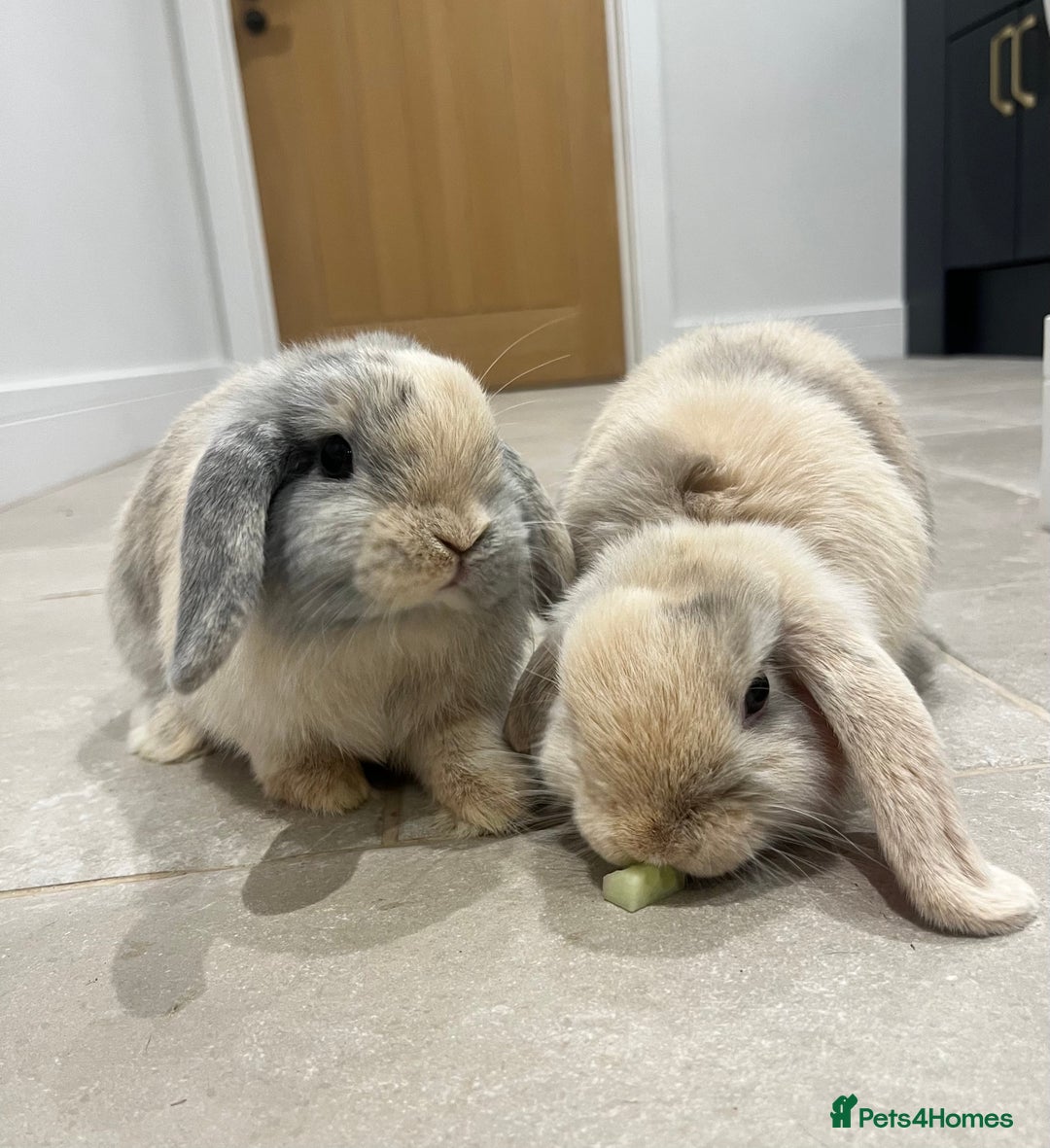Mini Lop rabbits for sale: Brother & sister mini lops for rehoming  - Image 1