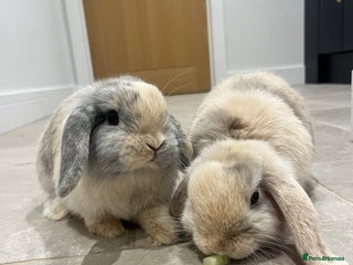Mini Lop rabbits Brother & sister mini lops for rehoming - Advert 7